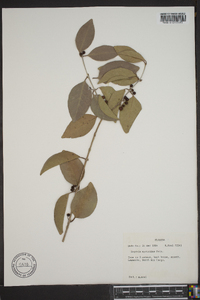 Eugenia foetida image