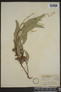 Image of Eucalyptus calophylla