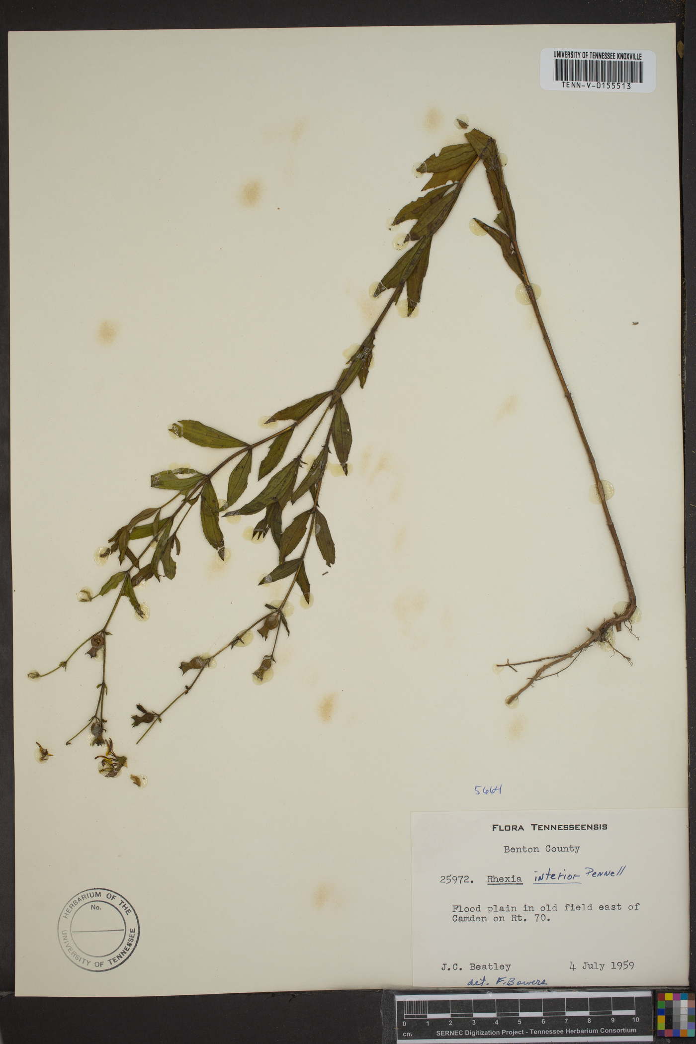 Rhexia interior image