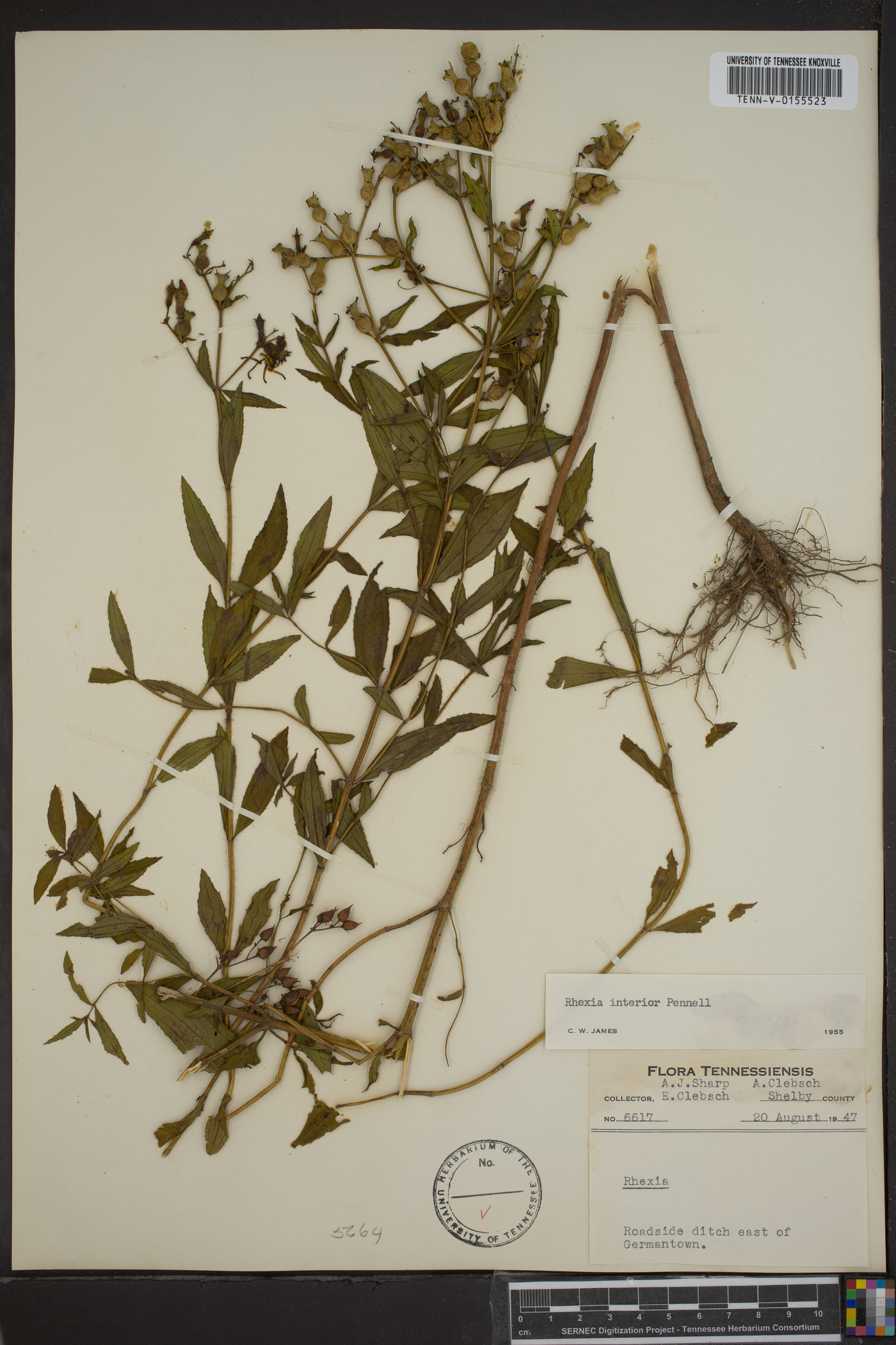 Rhexia interior image