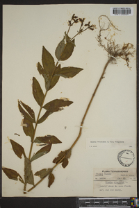 Rhexia virginica var. virginica image