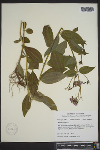 Rhexia virginica var. virginica image