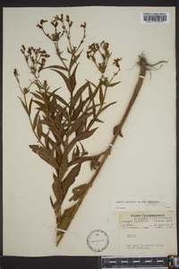 Rhexia virginica image