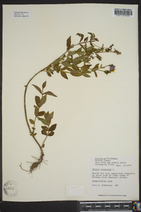 Rhexia virginica image