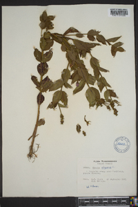 Rhexia virginica image