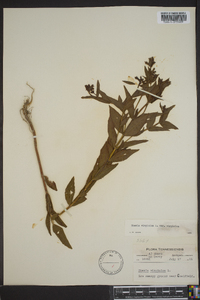 Rhexia virginica image