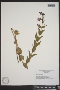 Rhexia virginica image