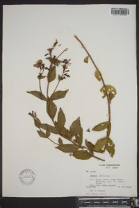 Rhexia virginica image