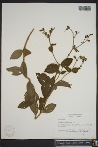 Rhexia virginica image