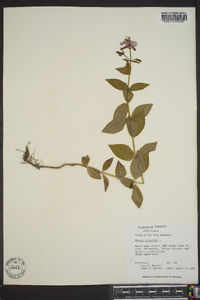 Rhexia virginica image