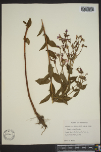 Rhexia virginica image