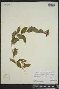 Rhexia virginica image