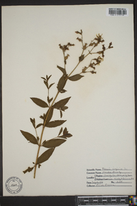 Rhexia virginica image