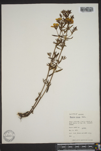 Rhexia lutea image