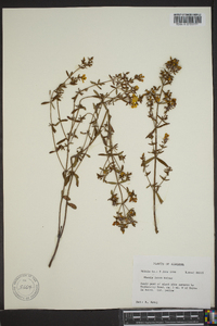 Rhexia lutea image