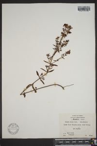 Rhexia lutea image