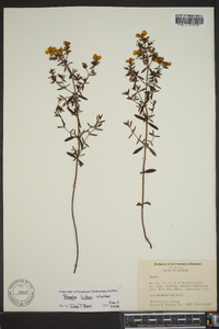 Rhexia lutea image