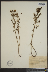 Rhexia lutea image