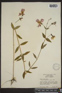 Rhexia nashii image