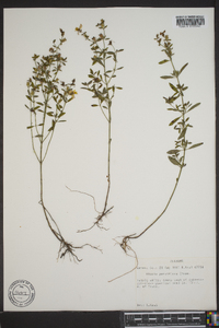 Rhexia parviflora image