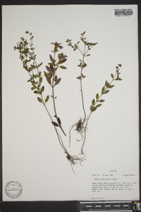 Rhexia parviflora image