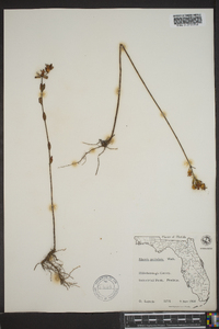 Rhexia petiolata image