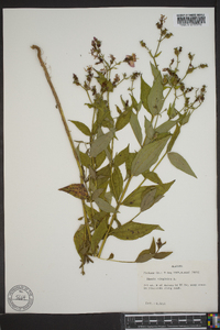 Rhexia virginica image