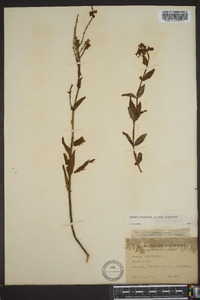 Rhexia virginica image