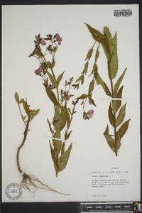 Rhexia virginica image