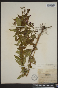 Rhexia virginica image