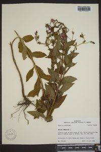 Rhexia virginica image