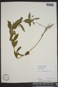 Rhexia virginica image