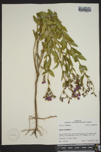 Rhexia virginica image