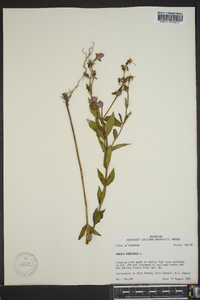 Rhexia virginica image