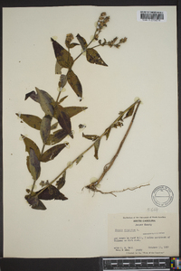 Rhexia virginica image