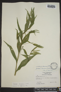 Ludwigia decurrens image