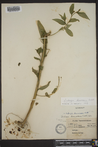 Ludwigia decurrens image