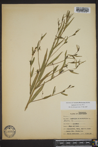 Ludwigia decurrens image