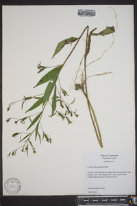 Ludwigia decurrens image