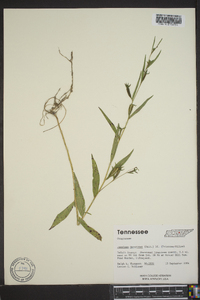 Ludwigia decurrens image