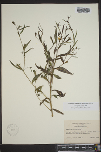 Ludwigia decurrens image