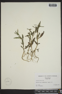 Ludwigia decurrens image