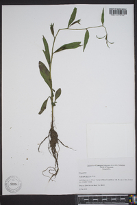 Ludwigia decurrens image