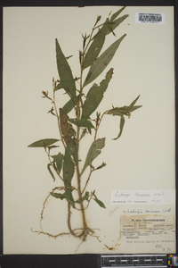 Ludwigia decurrens image