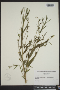 Ludwigia decurrens image