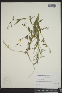 Ludwigia decurrens image