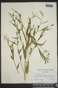 Ludwigia decurrens image