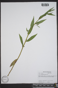 Ludwigia decurrens image