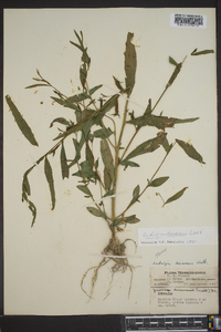 Ludwigia decurrens image