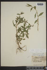 Ludwigia decurrens image